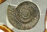Ammonite (Speetoniceras) Fossil in Decorative Simbircite Display #317659-2
